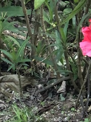 Rhododendron simsii