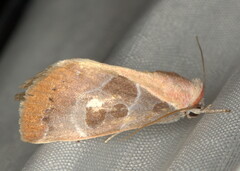 Westermannia roseitincta