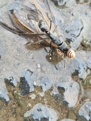 Paltothyreus tarsatus