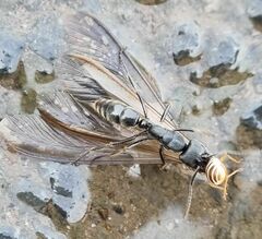 Paltothyreus tarsatus