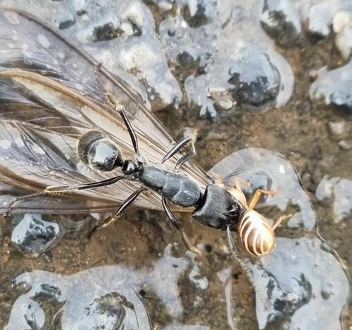 African stink ant