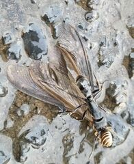 Paltothyreus tarsatus