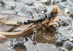 Paltothyreus tarsatus