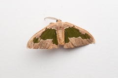 Celenna festivaria