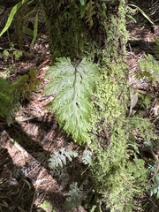 Hymenophyllum scabrum