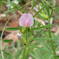 Vicia sativa