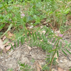 Vicia sativa