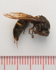 Anterhynchium flavomarginatum