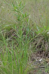 Gomphocarpus physocarpus