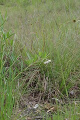 Gomphocarpus physocarpus