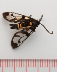Trypanophora semihyalina