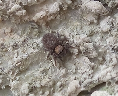 Euophrys