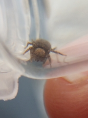 Euophrys