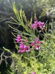 Indigofera filifolia