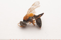 Dicranorhina