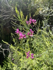Indigofera filifolia