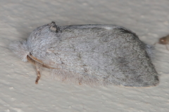 Desmeocraera basalis