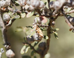 Paracochylis amoenana