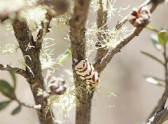 Paracochylis amoenana