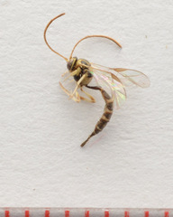 Brachycyrtus