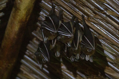 Cynopterus sphinx