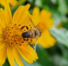 Eristalinus