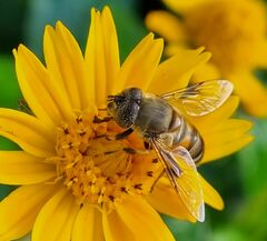 Eristalinus