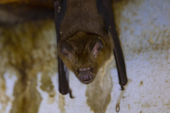 Hipposideros grandis