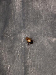 Phyllotocus macleayi