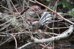 Rhipidura fuliginosa placabilis
