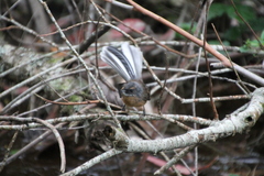 Rhipidura fuliginosa placabilis