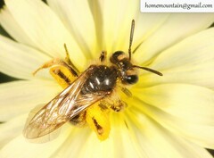 Andrena knuthiformis