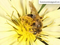 Andrena knuthiformis