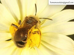 Andrena knuthiformis
