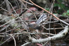 Rhipidura fuliginosa placabilis