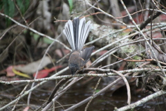 Rhipidura fuliginosa placabilis