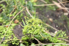 Anthocerotaceae