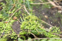 Anthocerotaceae