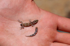 Saurodactylus splendidus