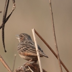 Mirafra assamica