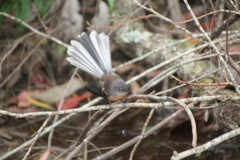 Rhipidura fuliginosa placabilis