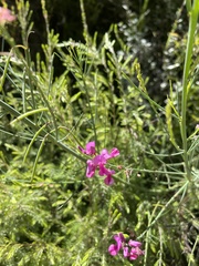 Indigofera filifolia