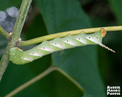 Psilogramma menephron