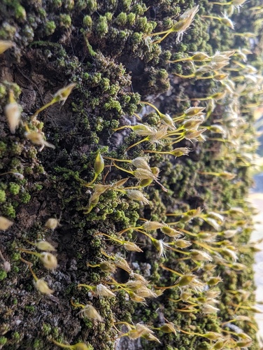 Macromitrium japonicum observed 2023-01-02