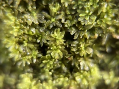 Macromitrium
