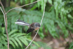 Rhipidura fuliginosa placabilis