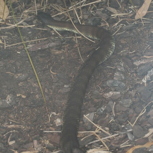 Tiger Snake sighting