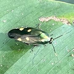 Eustegasta buprestoides