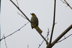 Pycnonotus finlaysoni