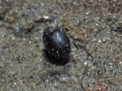 Chaetophora spinosa